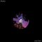 Nocturne - Single