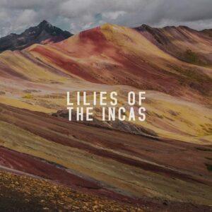 کاور آهنگ Lilies Of The Incas از Finn Forsberg