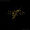 Oscillations