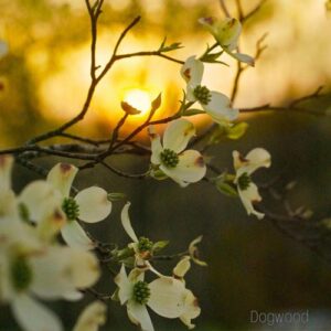 کاور آهنگ Dogwood از American Teleport