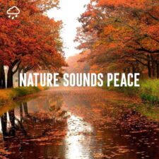 تصویر هنرمند Nature Sounds Lab