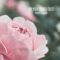 My Rose