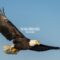 The Eagle