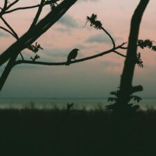 تصویر هنرمند Sad Moses