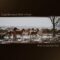 Wild Horses Run Free