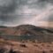 Moorland Songs