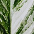 New Leaves