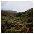 Berriedale Wood