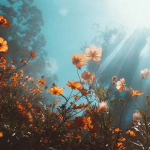 آلبوم لو فای همه چیز از آرامش او دم می‌زند از جیکسنکسیس