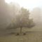 Mist