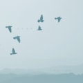 Soar [Soar]