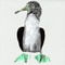 Frigate birds