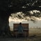 Whisper of Trees