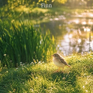 کاور آلبوم موسیقی آرام صبحگاهی ؛ آلبوم Sunshine از Finn از Finn