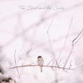 The Bird And The Snow