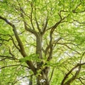 After The Trees