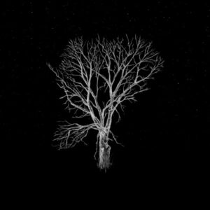 Bloom Innocent _ Acoustic