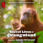 Secret Lives Of Orangutans Opening